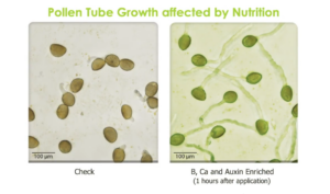 Pollentube growth
