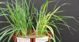 Herbicide Hangover