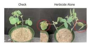 Nutrition reduces herbicide hangover